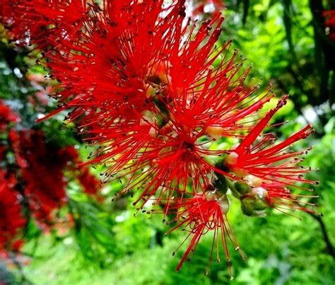 串錢柳風水|這種能開花的柳樹名為「串錢柳」，紅彤彤，盆栽放屋。